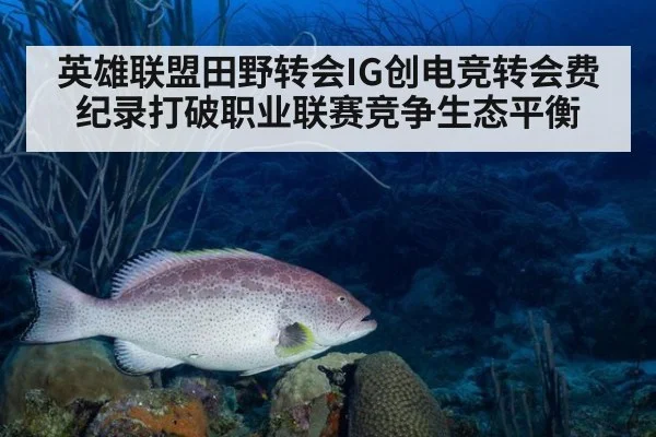 英雄联盟田野转会IG创电竞转会费纪录打破职业联赛竞争生态平衡